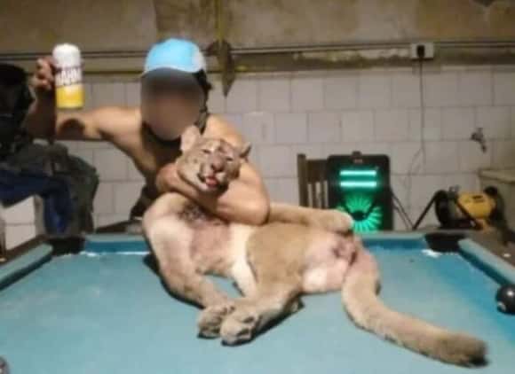 Impactantes hallazgos tras un allanamiento en la estancia donde un correntino posó con el puma al que mató