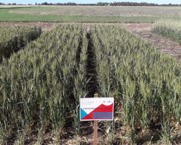 Inscriben una nueva variedad de trigo pan creada en una chacra experimental bonaerense