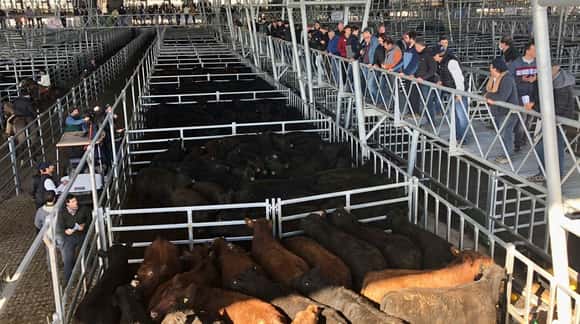 Bajan estrepitosamente los precios de la carne en Cañuelas y las redes sociales estallan