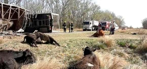 Murieron vacas tras un impactante vuelco de un camión en Chacabuco y Policía trabajó para evitar saqueos
