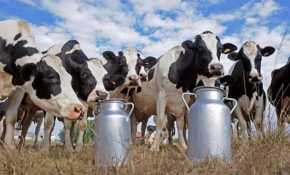 “La lechería sin alimentación no es posible”, el comunicado emitido por Carbap