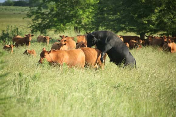 Bovinos: científicos del Conicet descubrieron que la tritrichomonosis también se contagia por vía digestiva