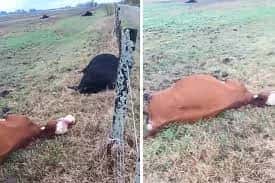 Ingresaron a un campo, mataron siete vacas y robaron herramientas valuadas en más 2 millones de pesos