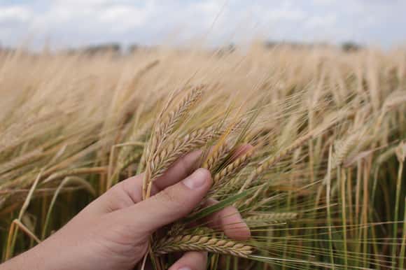 Finalizó producción con 2,07 millones de toneladas de cebada en áreas de bolsa bahiense