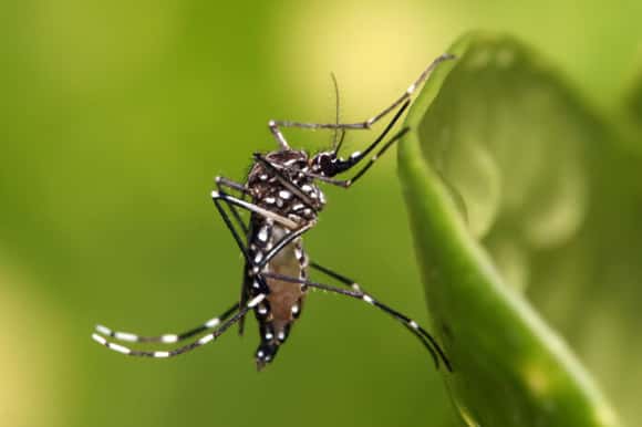 Dengue: hay 34 casos importados en la provincia y recomiendan evitar acumulación de agua en casas