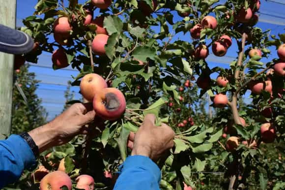 Cómo es el proyecto para la obtención de alimentos saludables de excedentes frutícolas