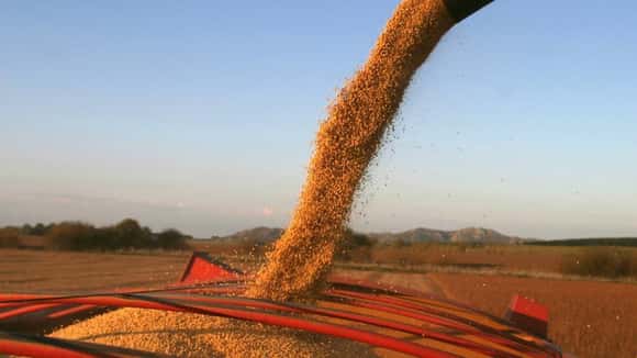 Los precios internacionales de la soja y el maíz cayeron 8% en un mes