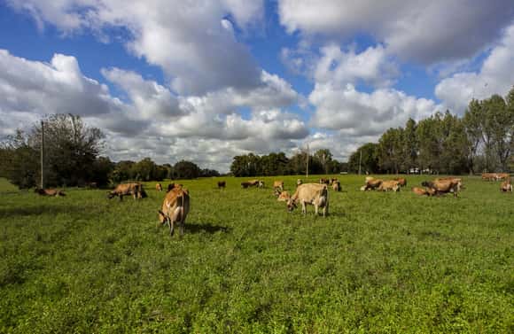 Qué tener en cuenta a la hora de transportar animales de consumo