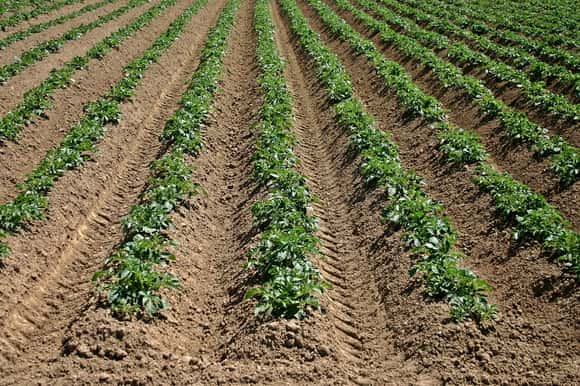 Producto argentino para controlar la humedad en suelo productivo contará con trazabilidad completa