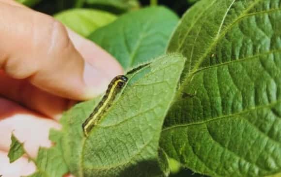 El Niño puede acrecentar afecciones en cultivos: recomendaciones del INTA