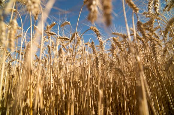 Un paso clave: Argentina exportará por primera vez trigo a China