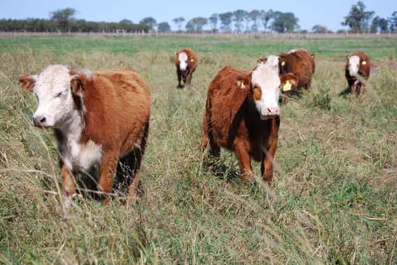 Frente al calor, cuáles son las claves para asegurar el bienestar animal en bovinos