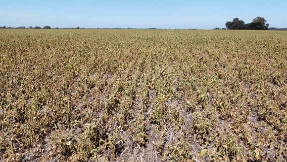 El INTA advirtió sobre un probable regreso de “La Niña” en la segunda mitad del año