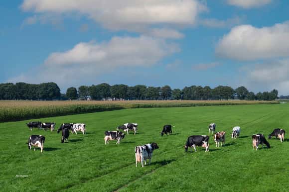 Implementan sistemas de crianza colectiva para mejorar el bienestar animal