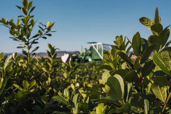 Yerba récord en 2023: el consumo más las exportaciones superaron los 325 millones de kilos
