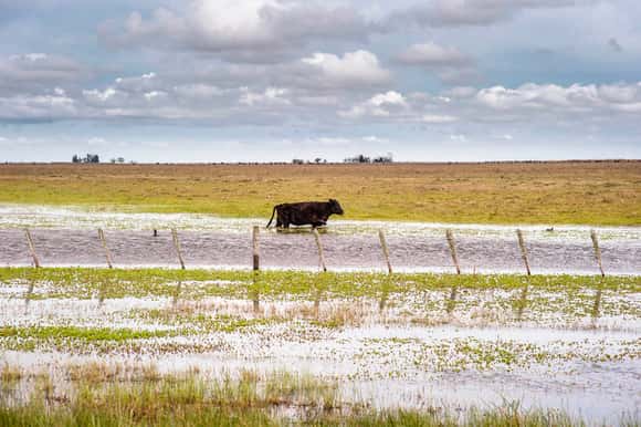 El Gobierno declaró a 10 municipios bonaerenses en emergencia agropecuaria