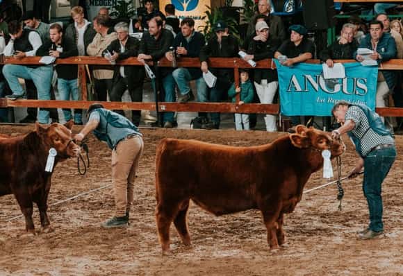 Los Angus tienen su fiesta en La Rural: destacan el nivel de los ejemplares de la Expo 81