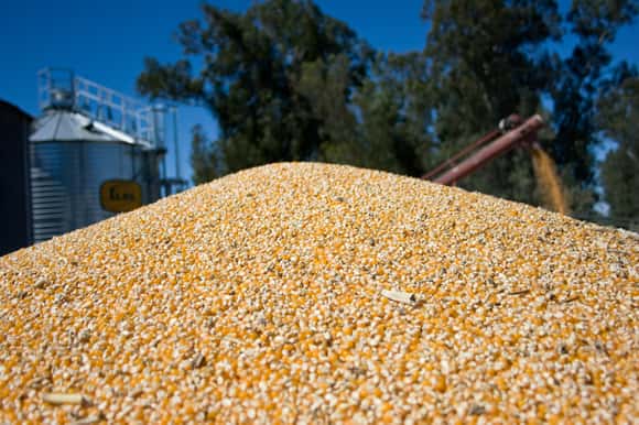 Maíz: fuerte crecimiento de las exportaciones durante octubre