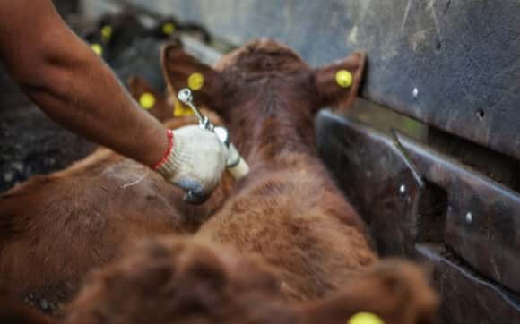 El Gobierno oficializó cambios para la importación de la vacuna antiaftosa