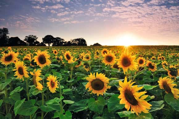 Declaran alerta fitosanitaria en todo el país por una plaga que afecta al girasol