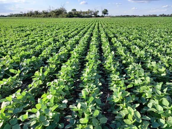 Una positiva: estiman una suba en la cosecha de soja por los buenos rindes