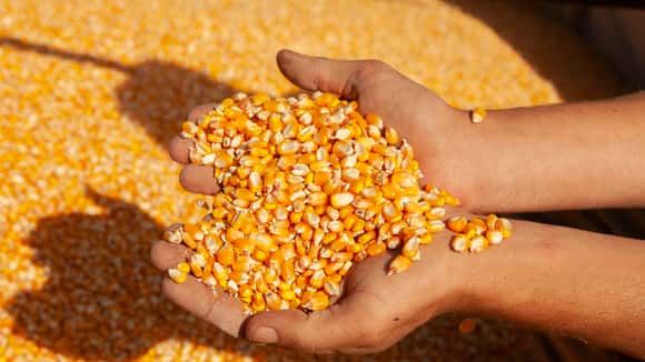 Producir granos en la Argentina es más caro que en los países competidores