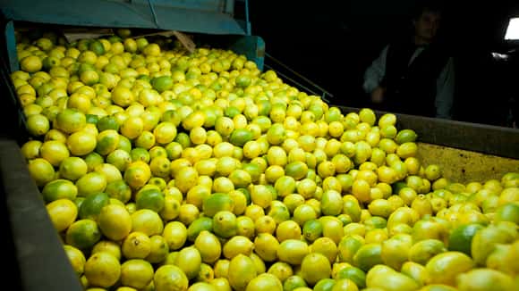Buena noticia: se abrió el mercado de Chile para la exportación de limones frescos