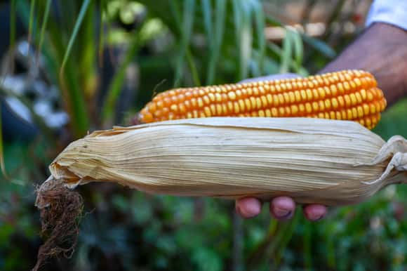 Las pocas lluvias y la “chicharrita” complican la siembra de maíz en la región núcleo