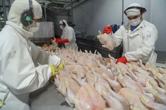 Las exportaciones de productos avícolas subieron 20% en lo que va del año