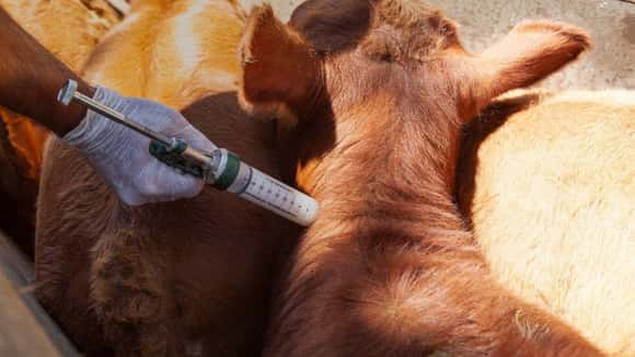 Refuerzan los controles en Argentina ante un foco de fiebre aftosa en Alemania