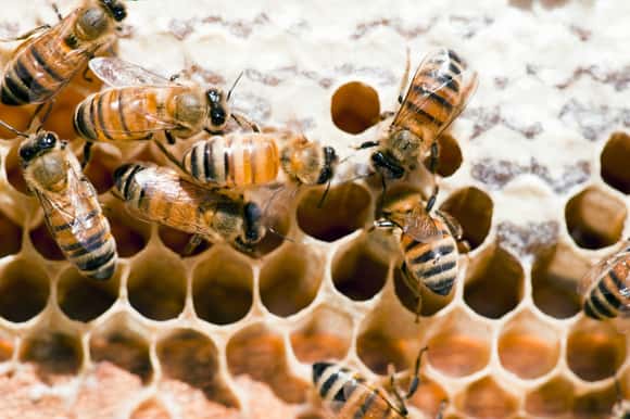 Subieron el 54% las exportaciones de las abejas reinas de enero a mayo
