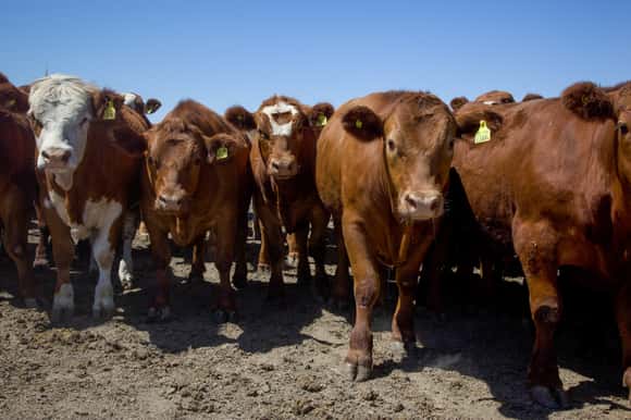 En enero se mantuvo la faena de bovinos y la producción de carne