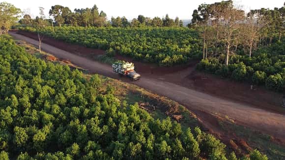 Liberan la cantidad de superficie de yerba mate que puede plantar cada productor