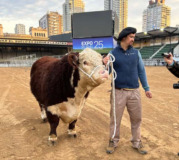 Un toro de 1.000 kilos fue el primer animal en llegar a la Expo Rural