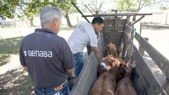 Aftosa: el Senasa habilitó algunas excepciones para las zonas inundadas