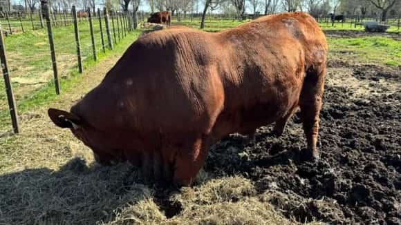 La genética bovina argentina ingresa al mercado de Panamá