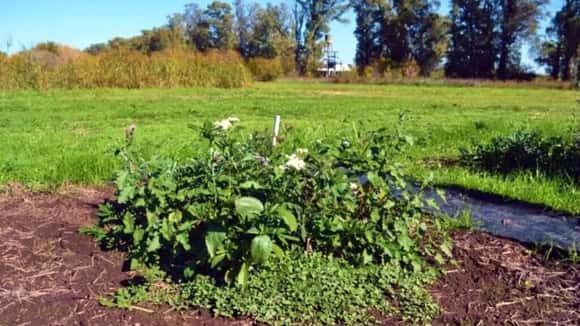 El poder del sol contra las malezas: una técnica del INTA muestra resultados sorprendentes