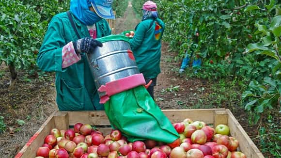 Extienden la vigencia del decreto que permite compatibilizar el trabajo rural temporario con el cobro planes sociales