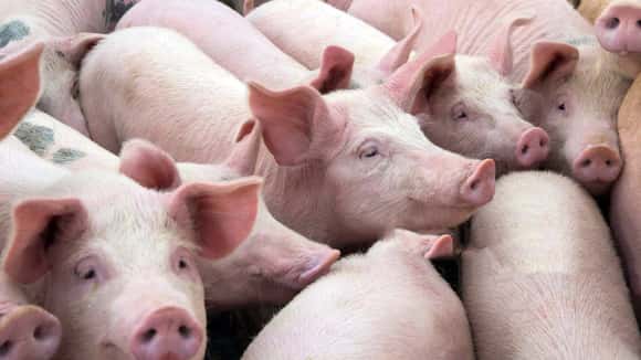 “Produtores porcinos en alerta: un nuevo marco sanitario busca erradicar la Enfermedad de Aujeszky”