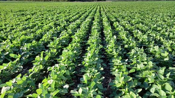 Soja libre de deforestación: adaptarse podría dejar ganancias