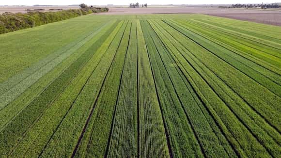 “Nunca vi una campaña con este nivel”: desde el INTA aseguran que los rindes de trigo serán históricos