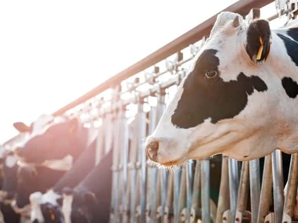 ¿Tambos en crisis?: crece la producción de leche, pero está en menos manos