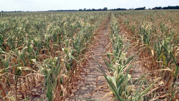 El Banco Mundial prevé una baja en los commodities y alerta por el impacto de La Niña en Argentina