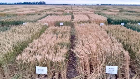 Campaña récord de trigo: los ensayos del INTA anticipan rindes históricos