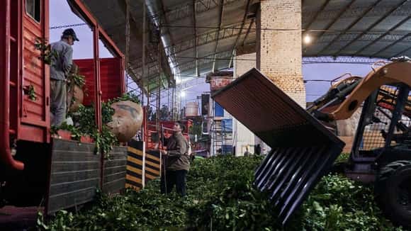 Milei le quitó al organismo que regulaba al sector yerbatero toda capacidad de intervenir en el mercado y fijar precios