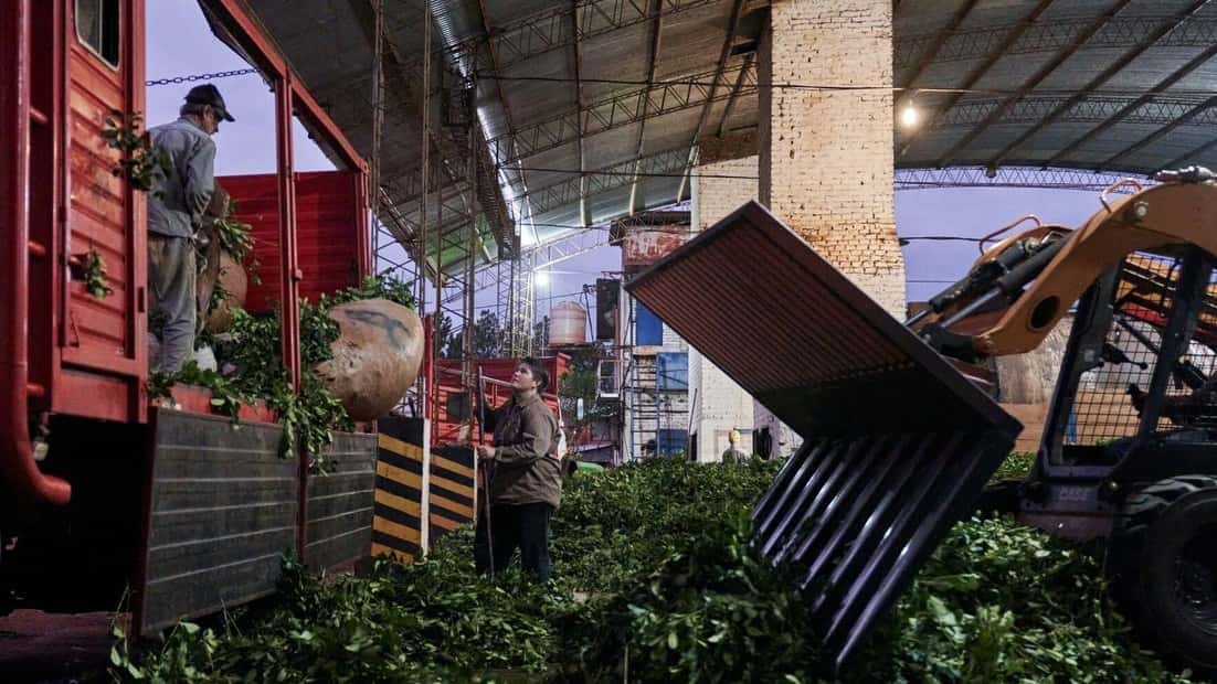 Milei le quitó al organismo que regulaba al sector yerbatero toda capacidad de intervenir en el mercado y fijar precios