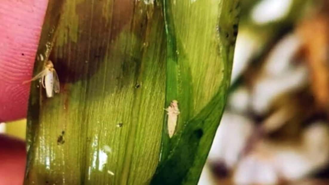 La chicharrita avanza en el país y piden mantener el monitoreo de los lotes para prevenir un mayor crecimiento