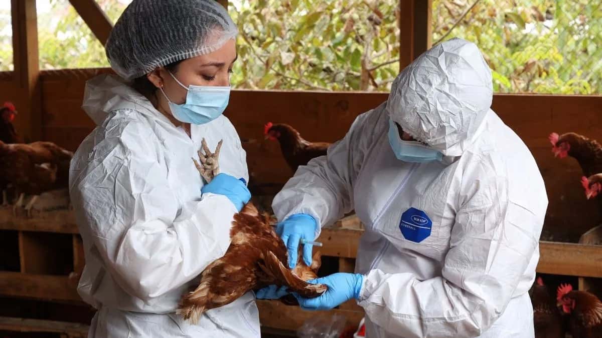 Chile frena exportaciones avícolas tras detectar influenza aviar en un plantel industrial