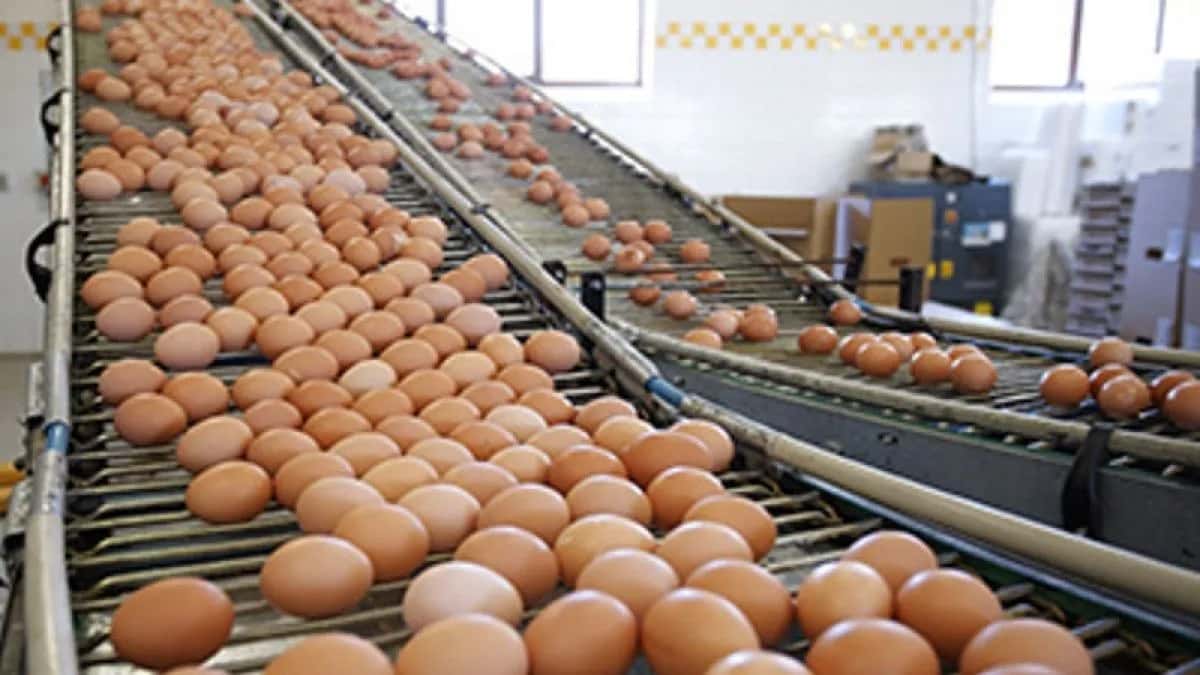 El huevo busca una rebaja impositiva