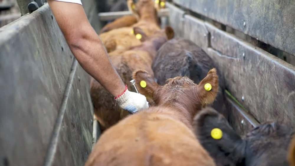 El Senasa libera la elección del veterinario para la vacunación de ganado